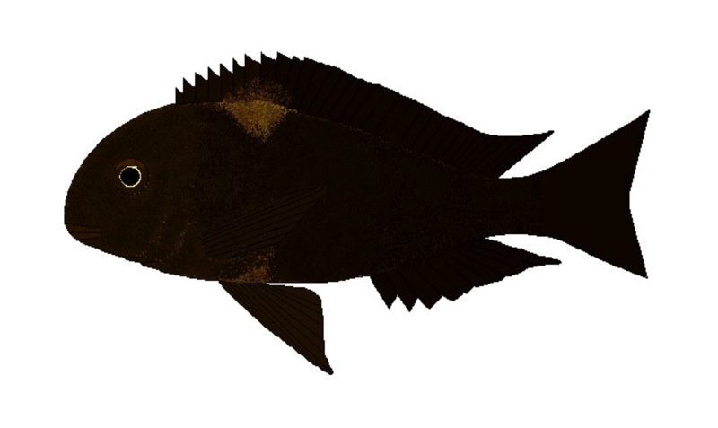 Tropheus sp. 'black' Rumonge